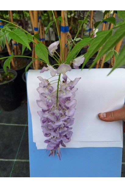 Вістерія / Гліцинія плетиста